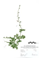 藏品(翠雲草)的圖片